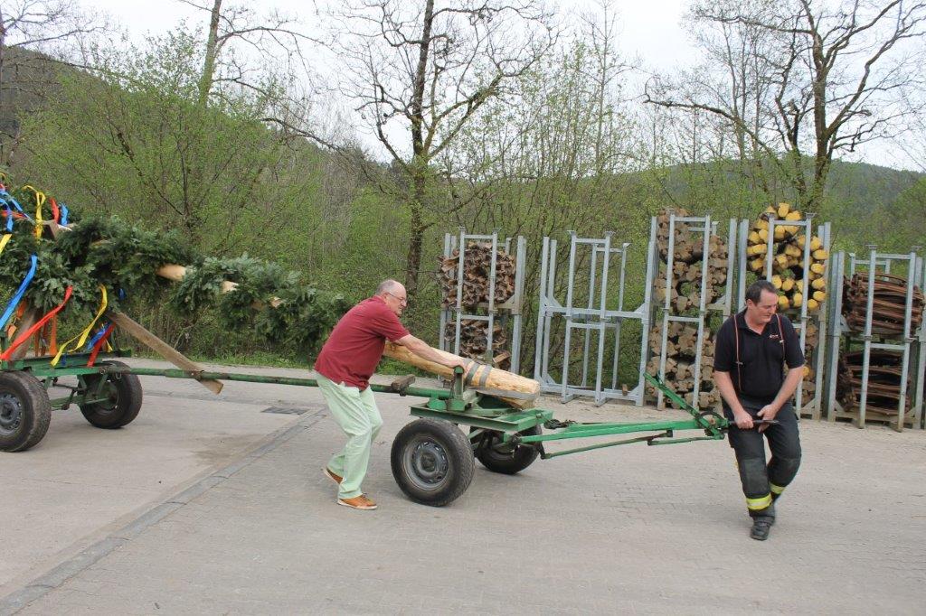 Maibaum 2024 29