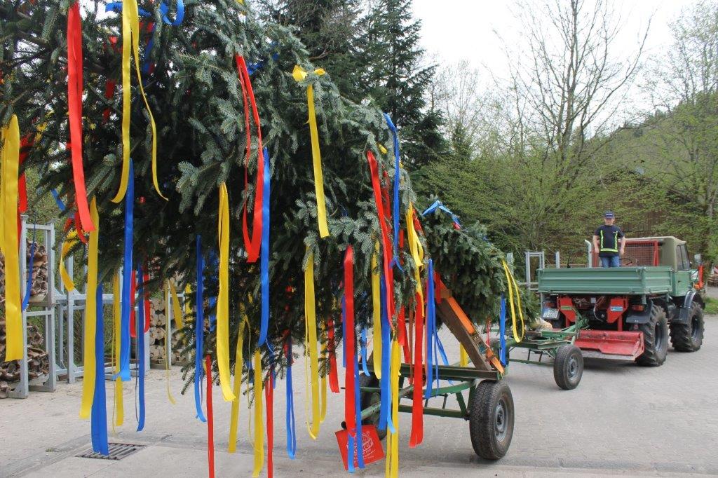 Maibaum 2024 36