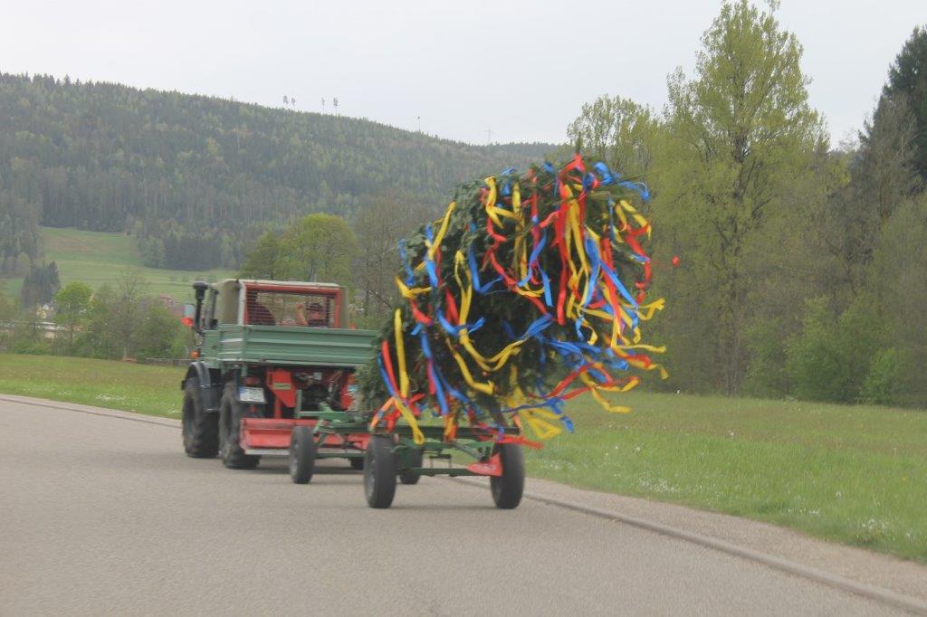 Maibaum 2024 42