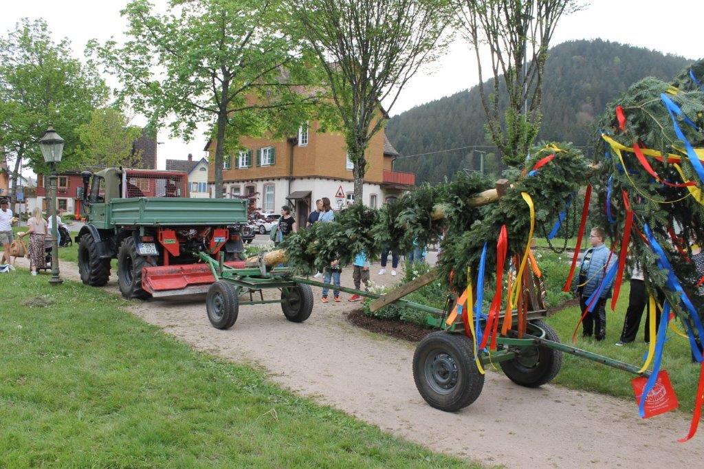 Maibaum 2024 45