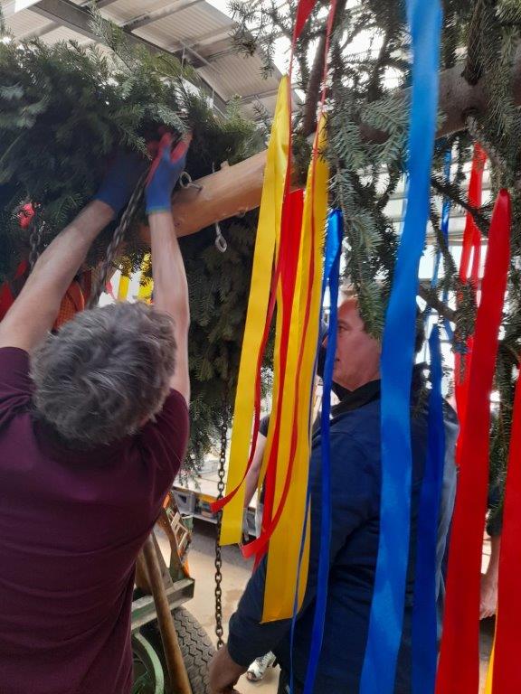 Maibaum 2024 7