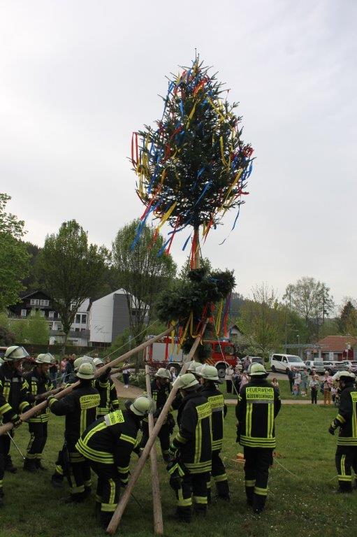 Maibaum 2024 70