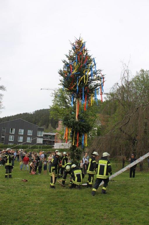 Maibaum 2024 71