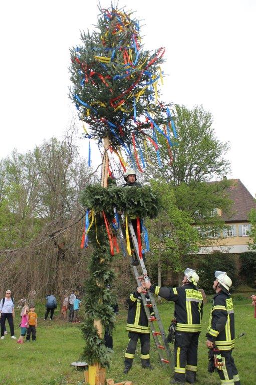 Maibaum 2024 74